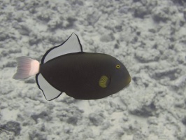 52 Pinktail Triggerfish IMG 2353